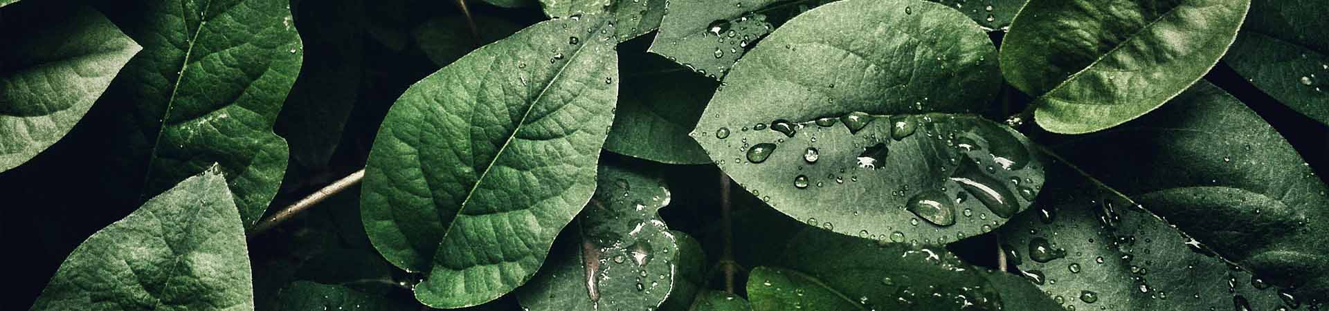 hojas verdes con gotas de agua